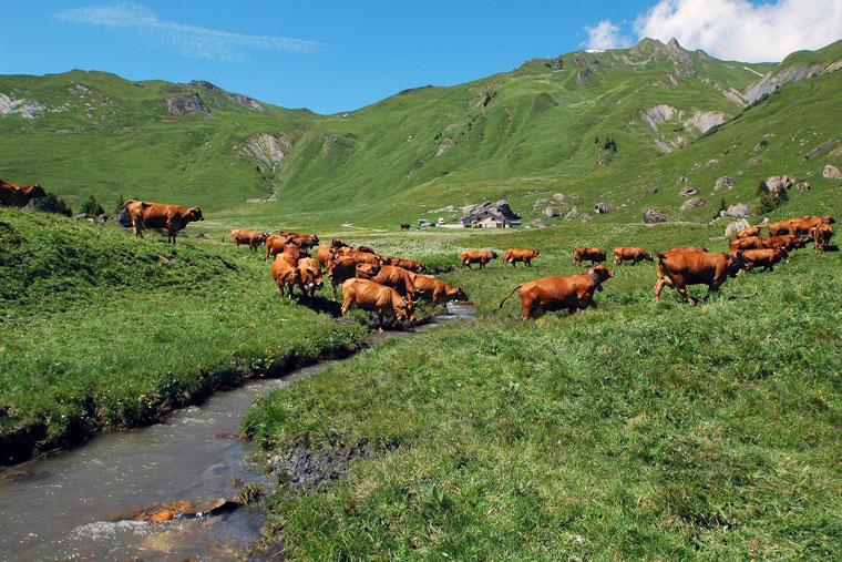 vaches tarines, location chalet d'alpage, Roselend