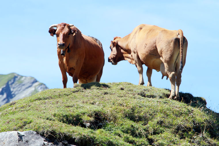 vaches tarines Roselend