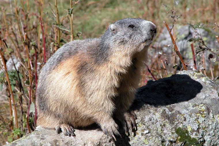 marmotte Roselend