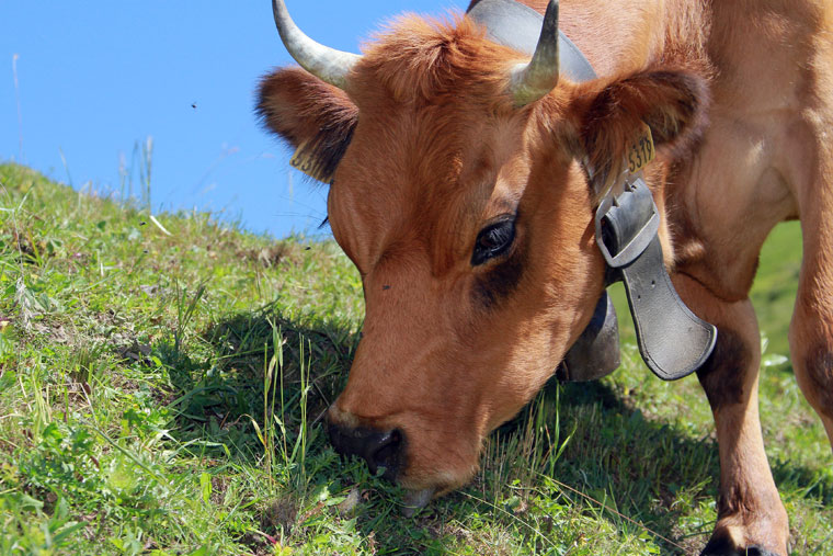 portrait vache tarine, Roselend