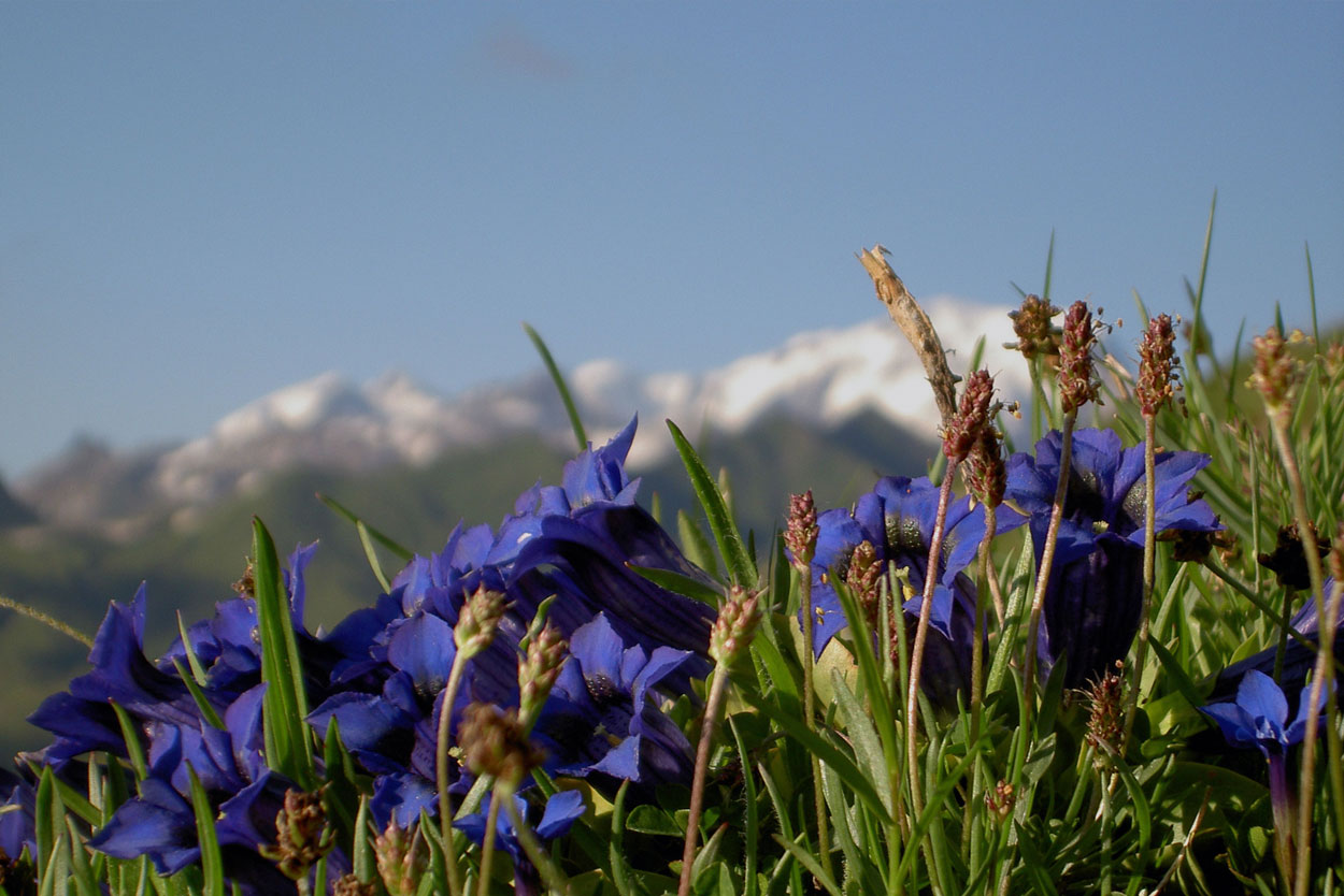fleurs montagne, chalet du Cormet Roselend