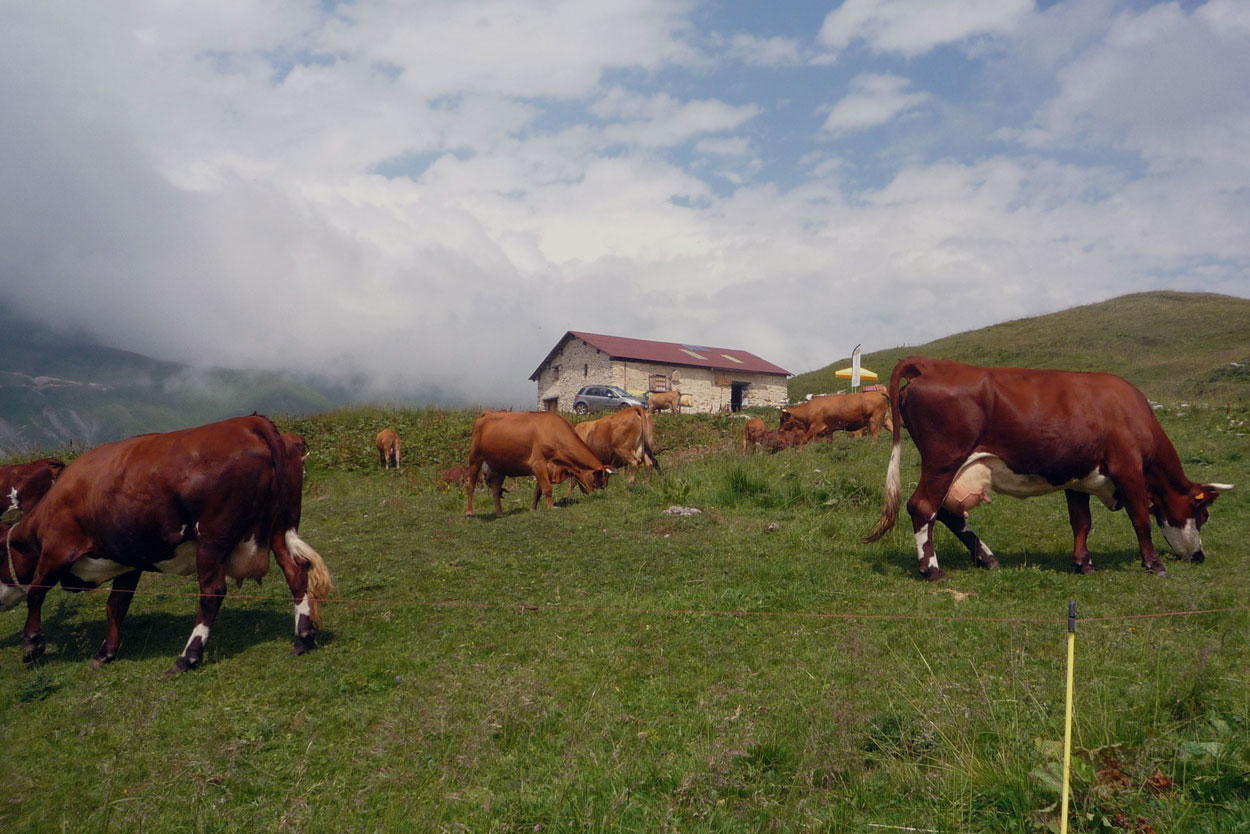 vaches tarines, chalet du Cormet Roselend